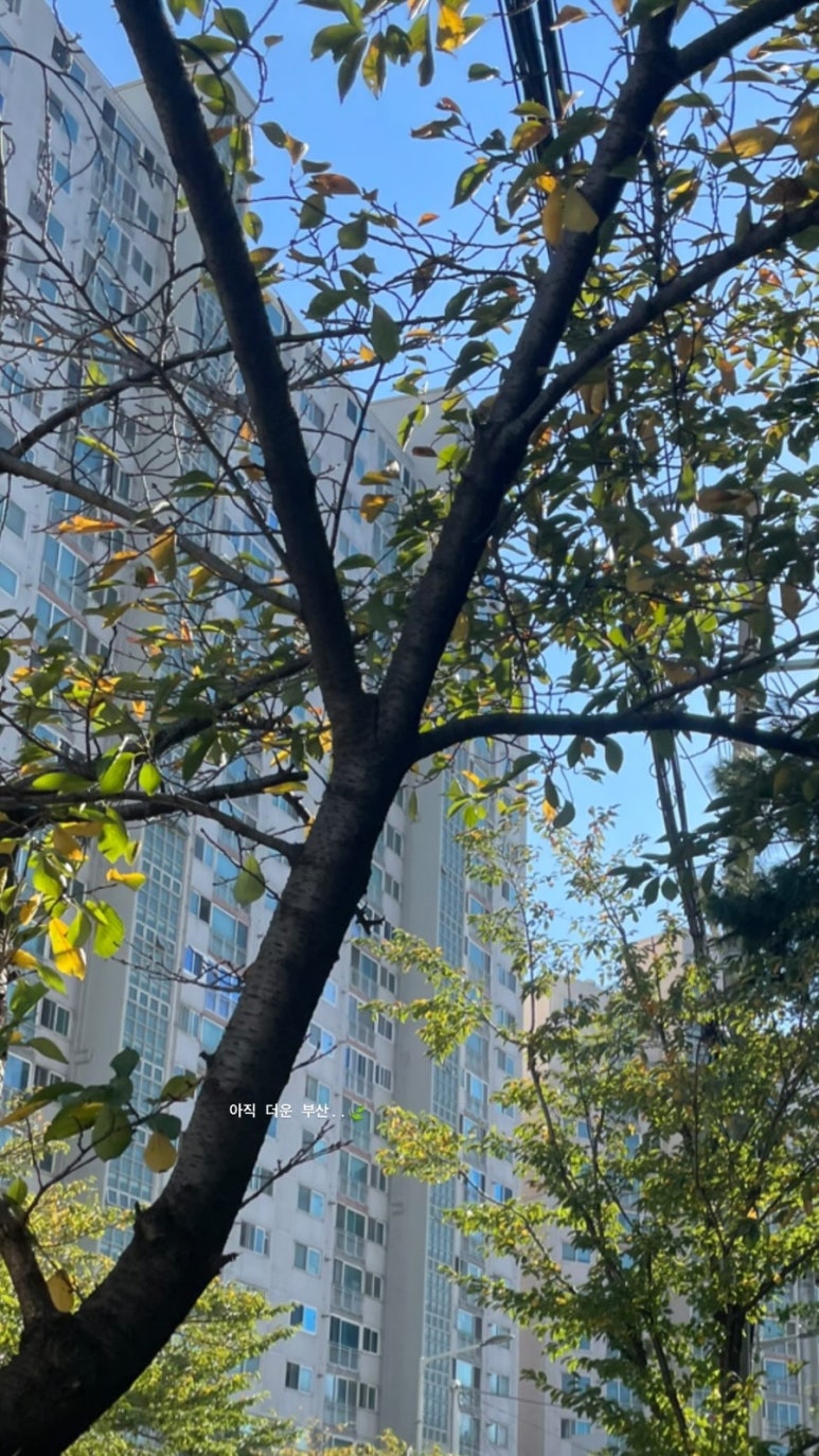 달콤 왕가 탕후루 안락점 이미지