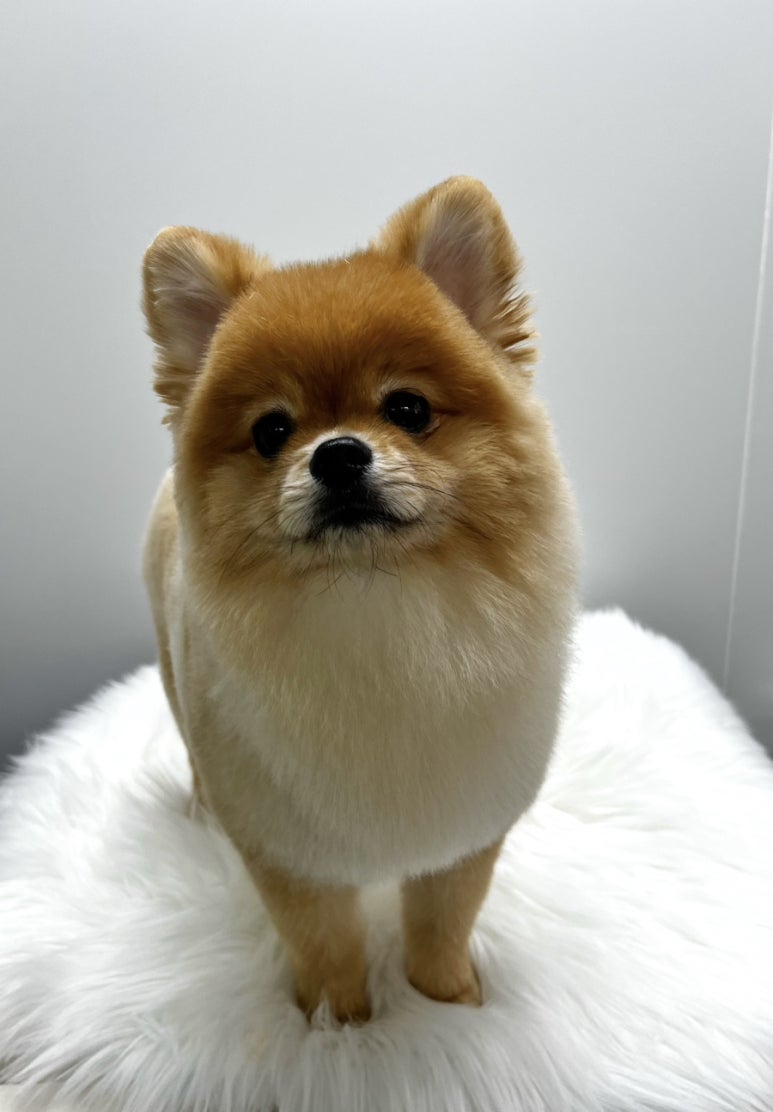 호붕이 이미지