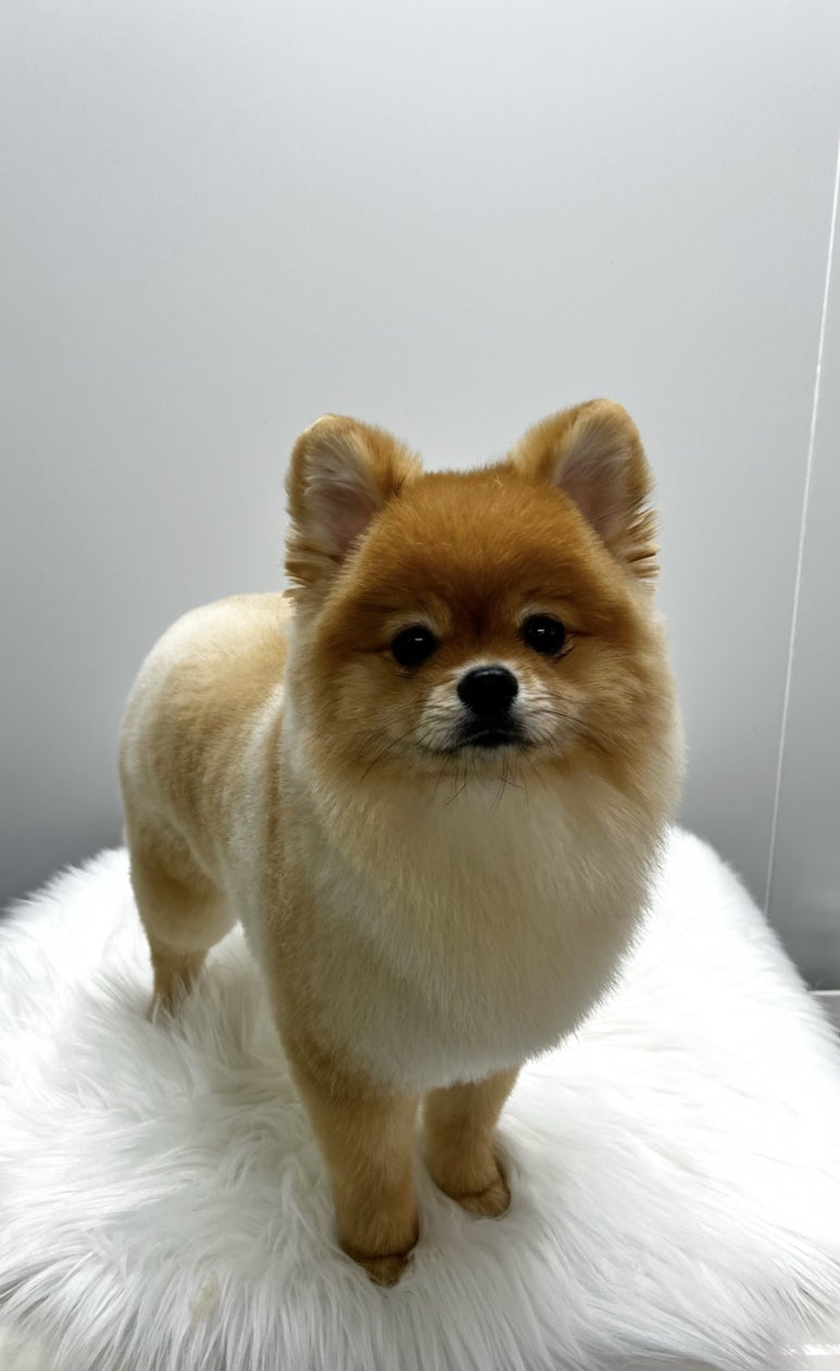 호붕이 이미지