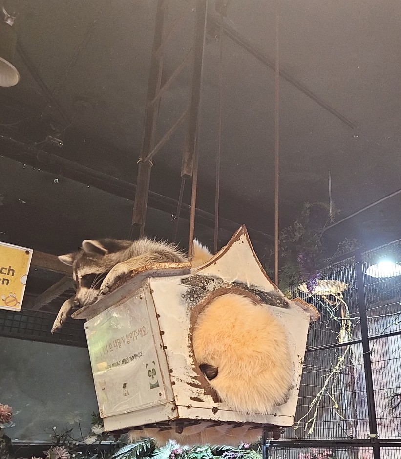홍대 이색 데이트, 테이블에이 동물원 고양이와 교감 — 사진 2