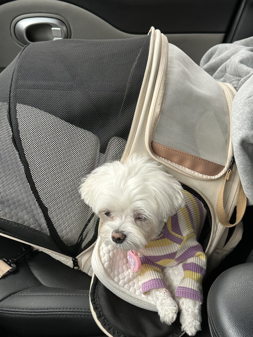 안양애견카페 위드독, 상주견 많아 걱정? 솔직 후기 — 사진 2