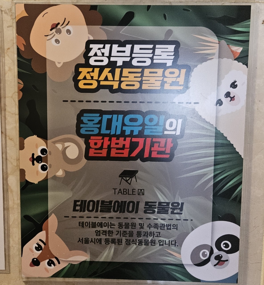 홍대 이색 데이트, 테이블에이 동물원 고양이와 교감 — 사진 3