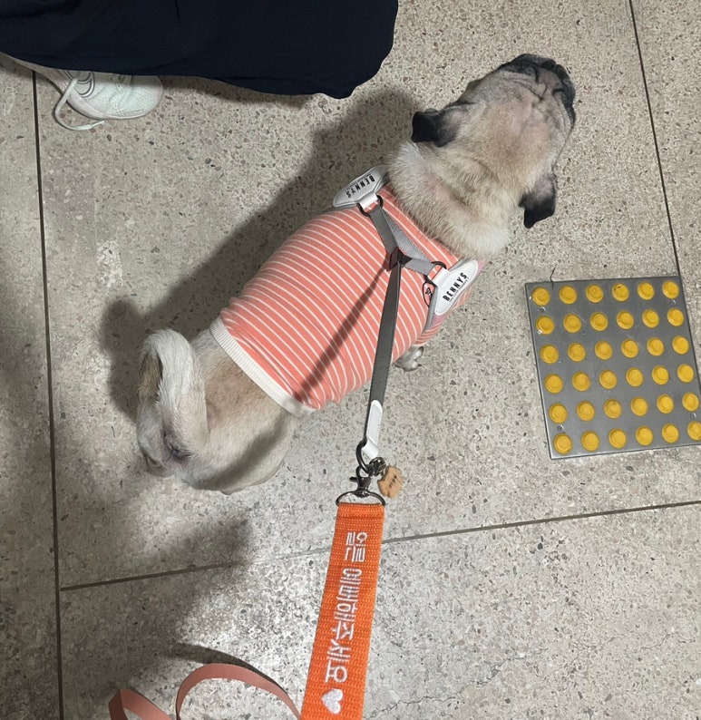 입어보개 이미지