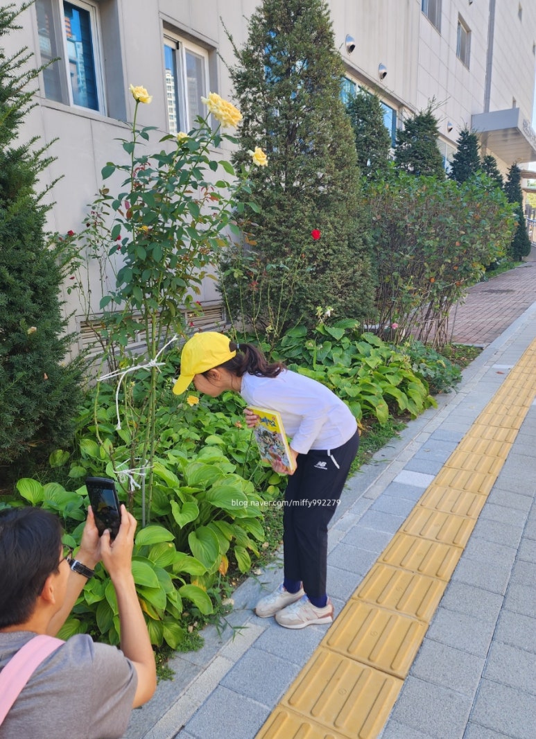 행복카롱 이미지
