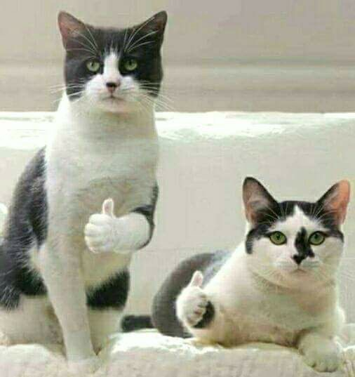 스텔라떡볶이부산 이미지