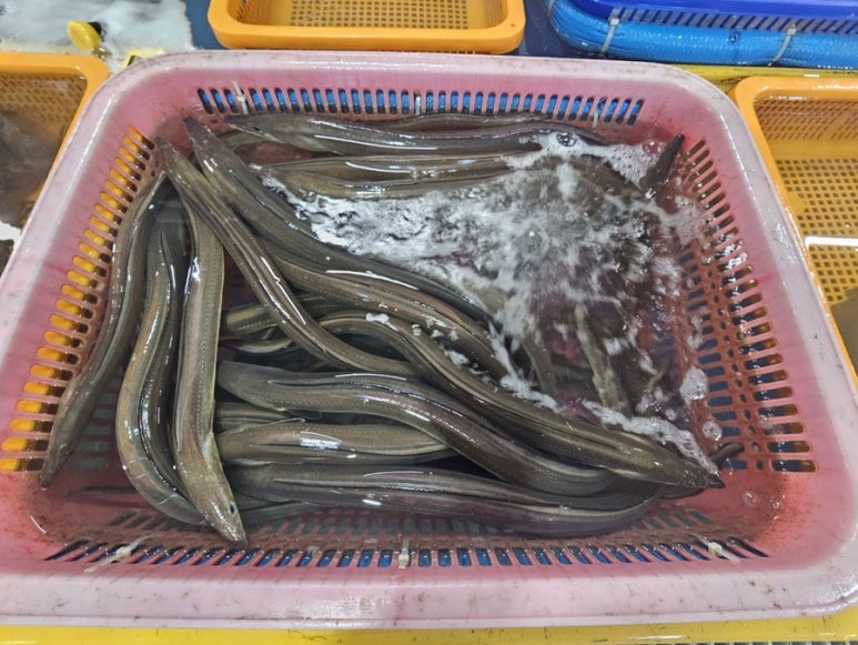 고흥녹동회타운 이미지