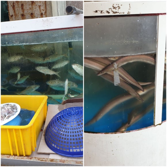 고흥수산주 이미지