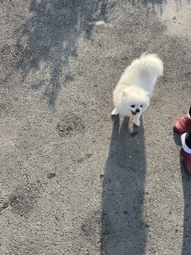 오르새피자마산 이미지