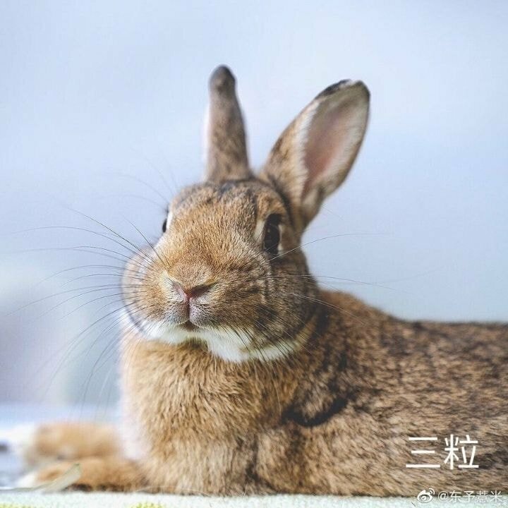 토끼공장 이미지