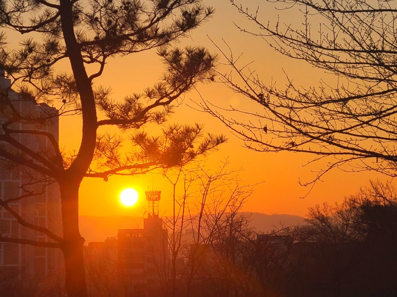 정직한흑염소 이미지