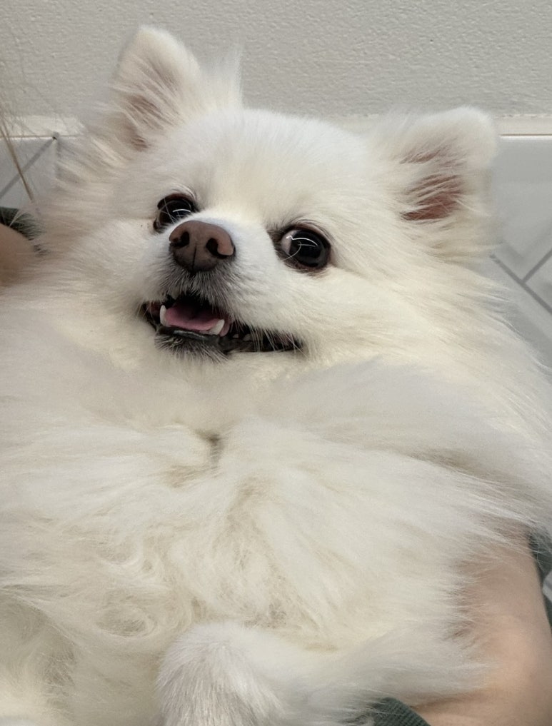 또오개 이미지