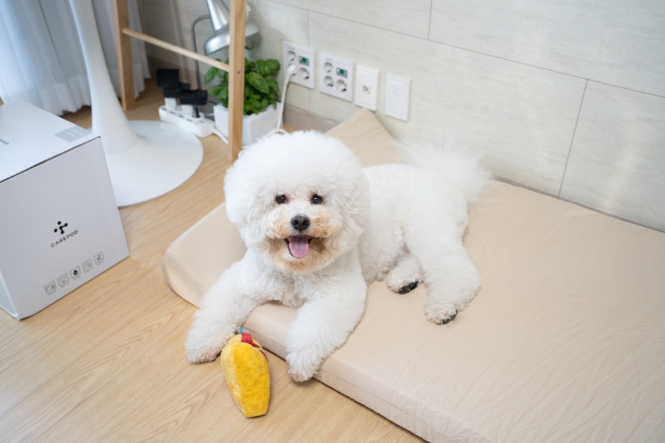 오모오모 이미지