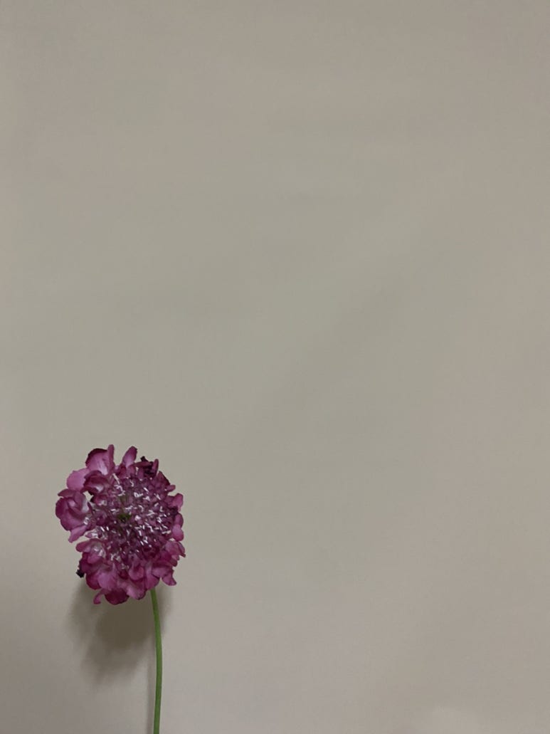 어쩌다꽃 이미지