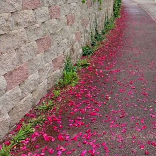 바람의꽃 이미지