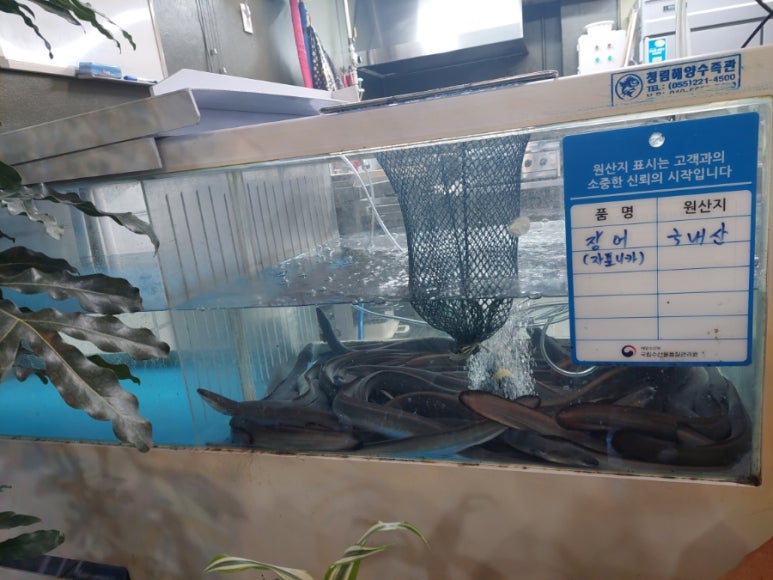 아라풍천민물장어 이미지