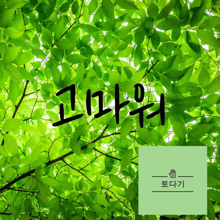 토다기 이미지