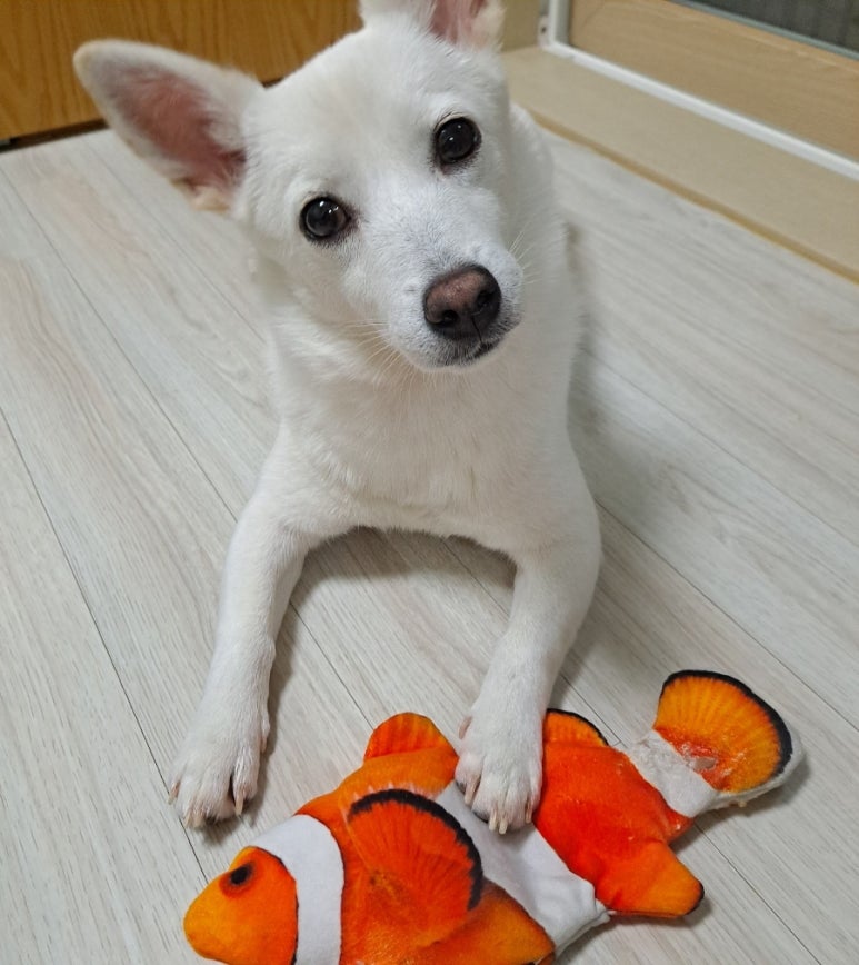 물고기오빠 이미지