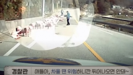 흥분돼지 이미지