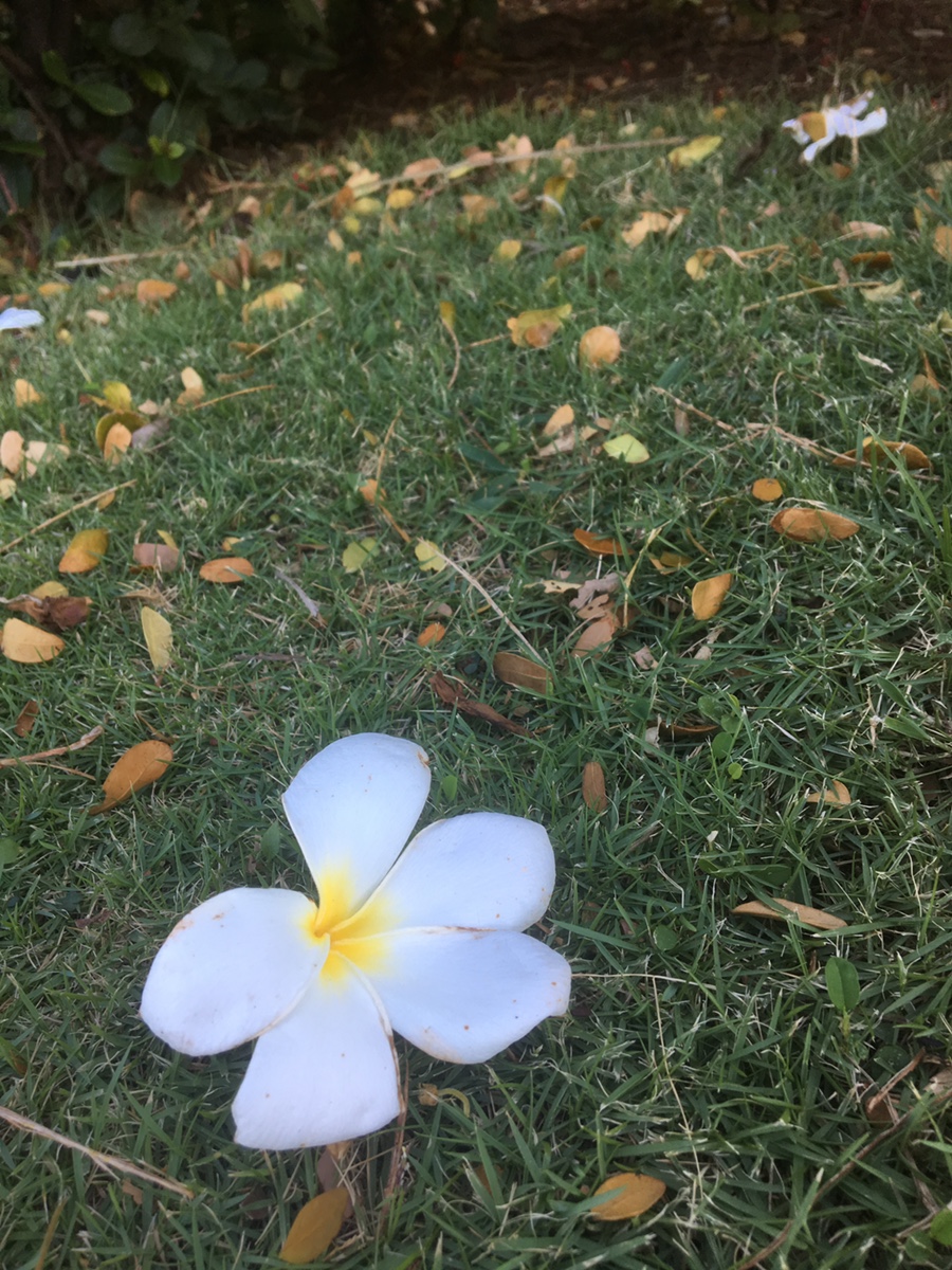 바자라 이미지