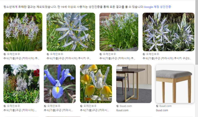 카사미아 이미지