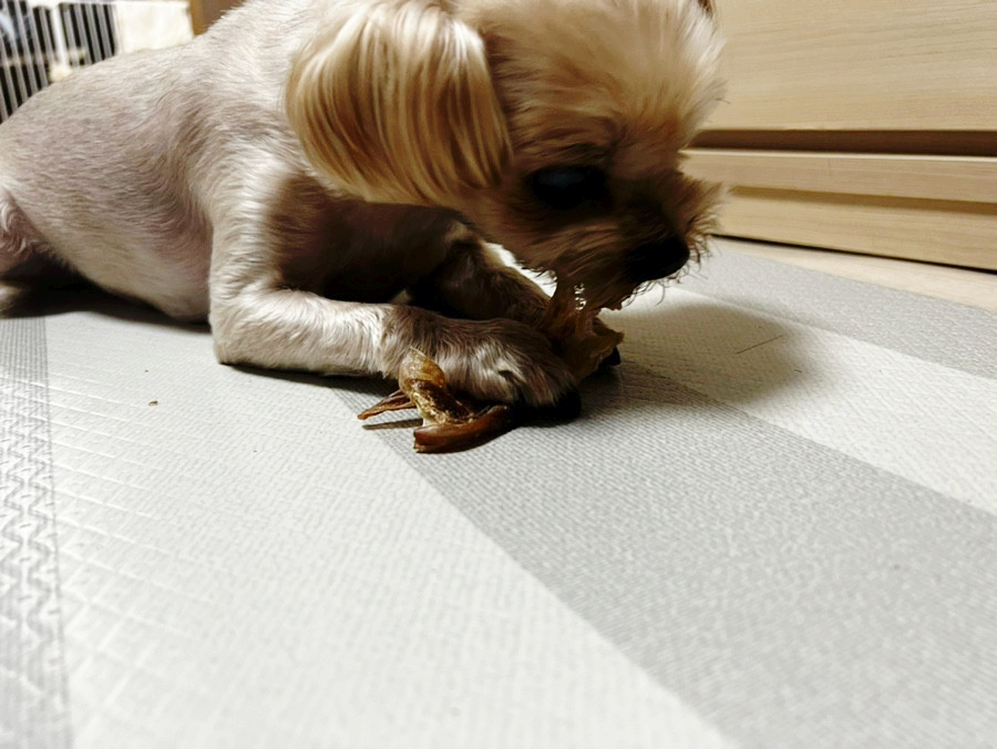 견지식품 이미지