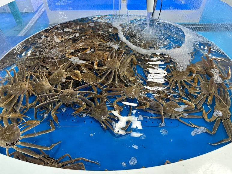 속초대게축제 이미지