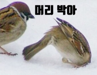참새방앗간카페 이미지
