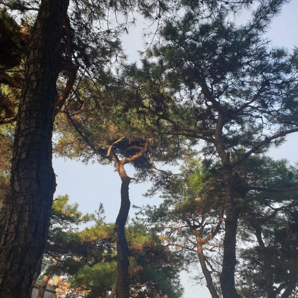 소나무스터디카페 이미지