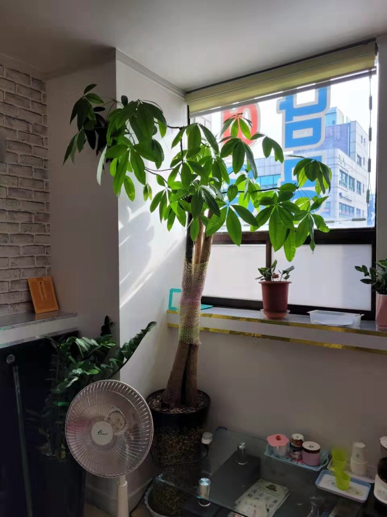 왕족발마사지 이미지