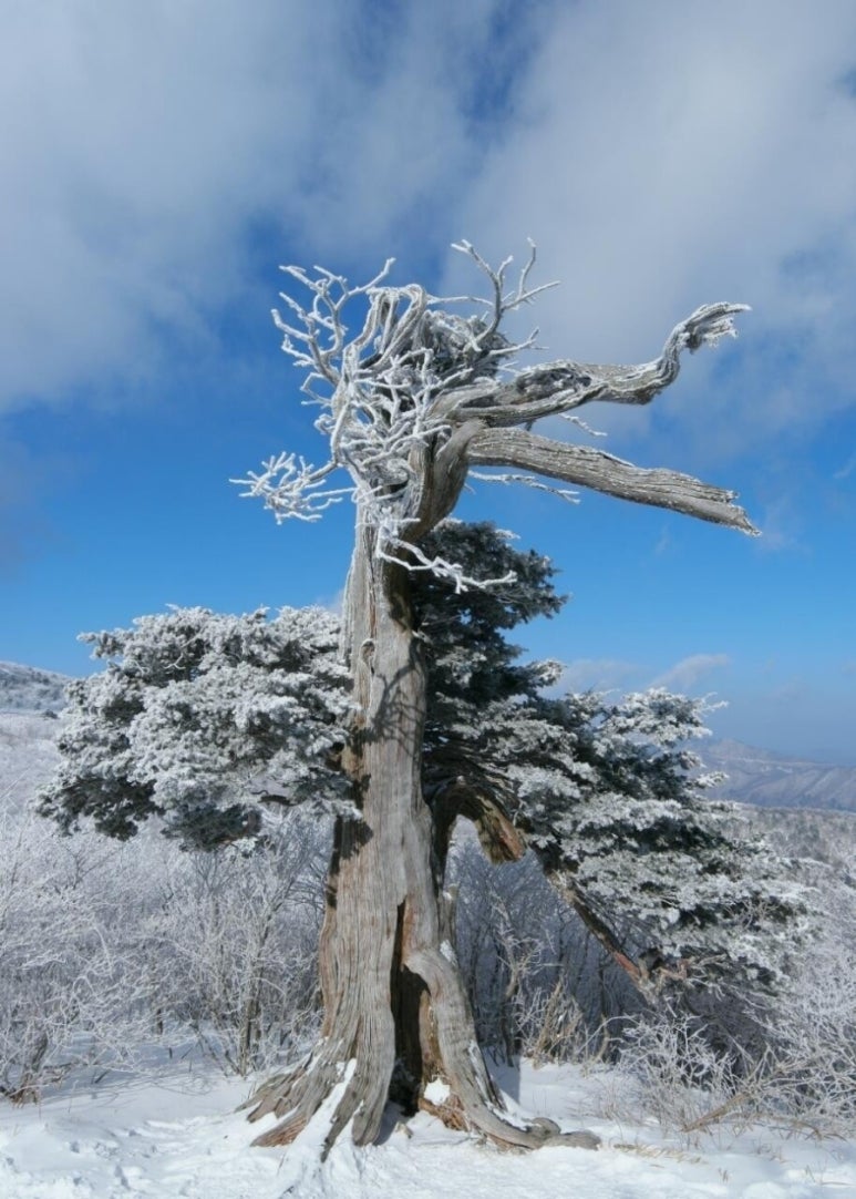 경광 이미지