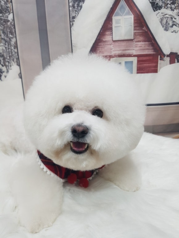 예쁘댕 이미지
