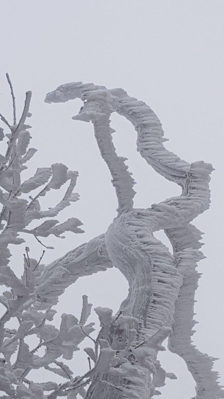 경광 이미지