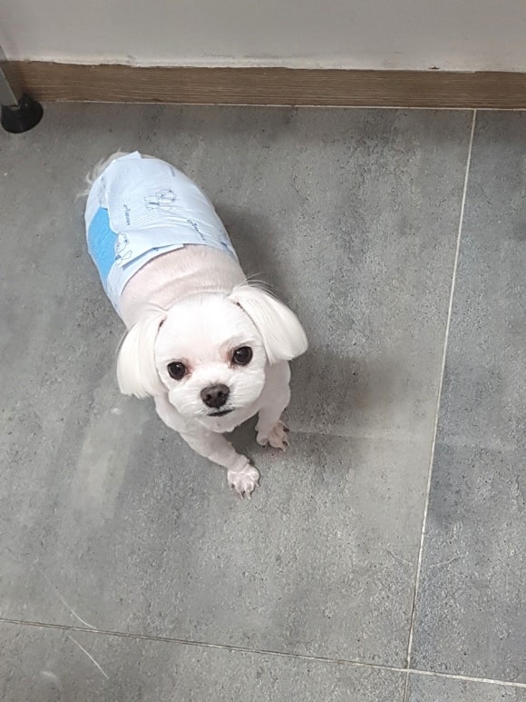 예쁘댕 이미지