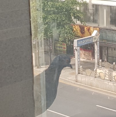 말랑블링 이미지
