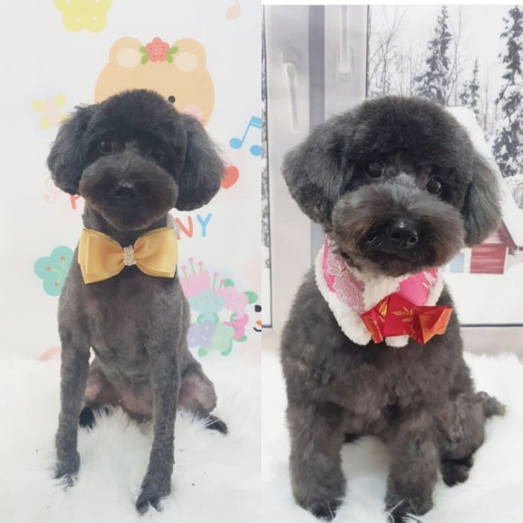예쁘댕 이미지