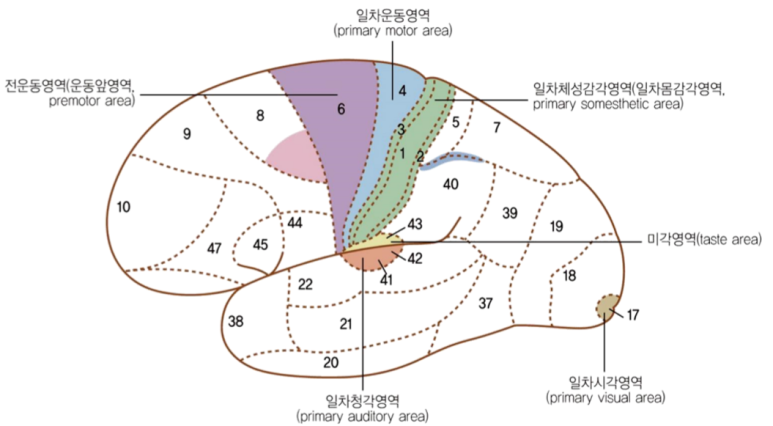 [심화학습] 대뇌의 기능; 브로카 & 베르니케 영역 : 네이버 블로그