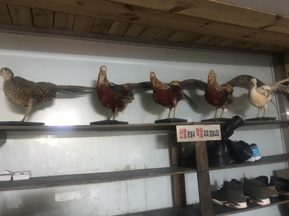 명랑식당 이미지