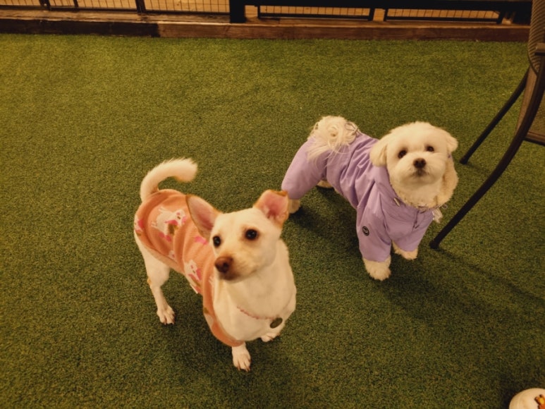카페브루하하 이미지