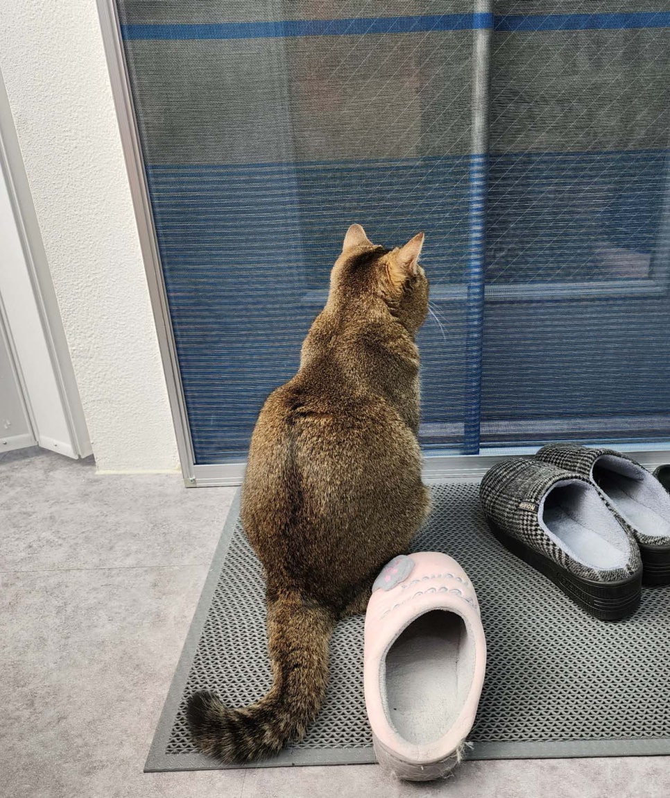 다복해 이미지