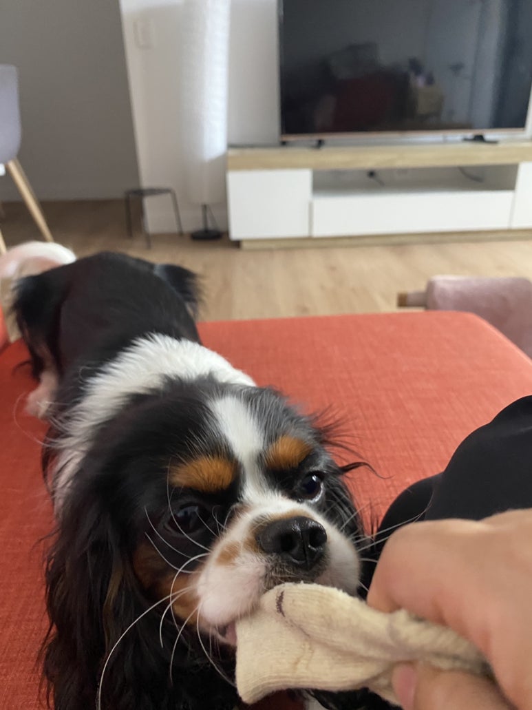 코코힐즈 이미지