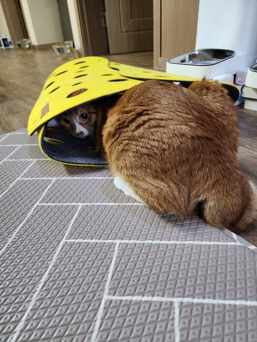 펫홀릭더라이프 이미지