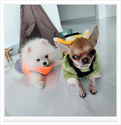 다온전기조명 이미지