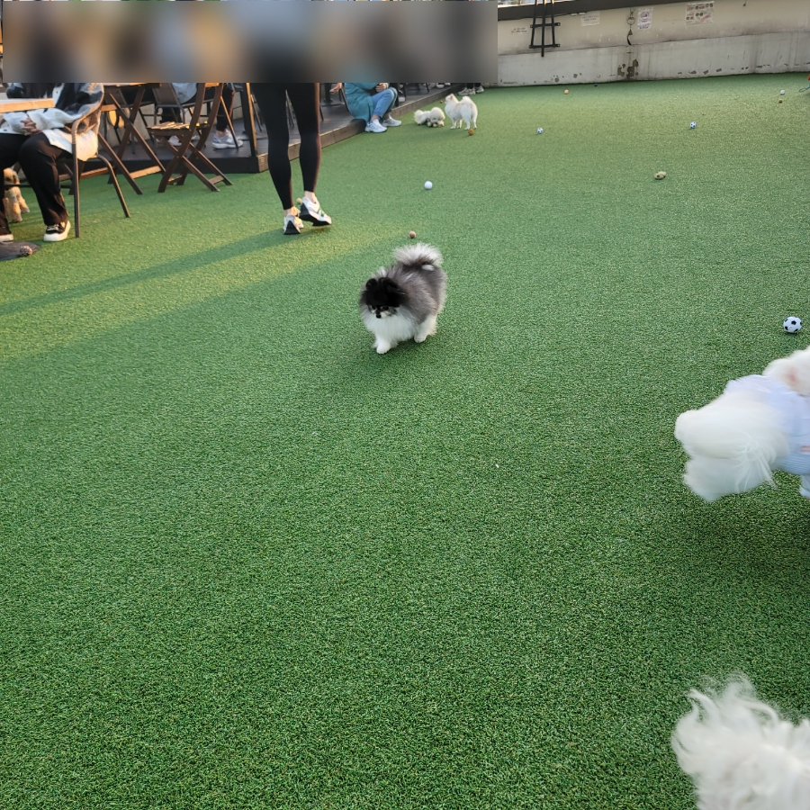 안양 애견카페 루체인 알티스, 야외 운동장 후기 — 사진 19