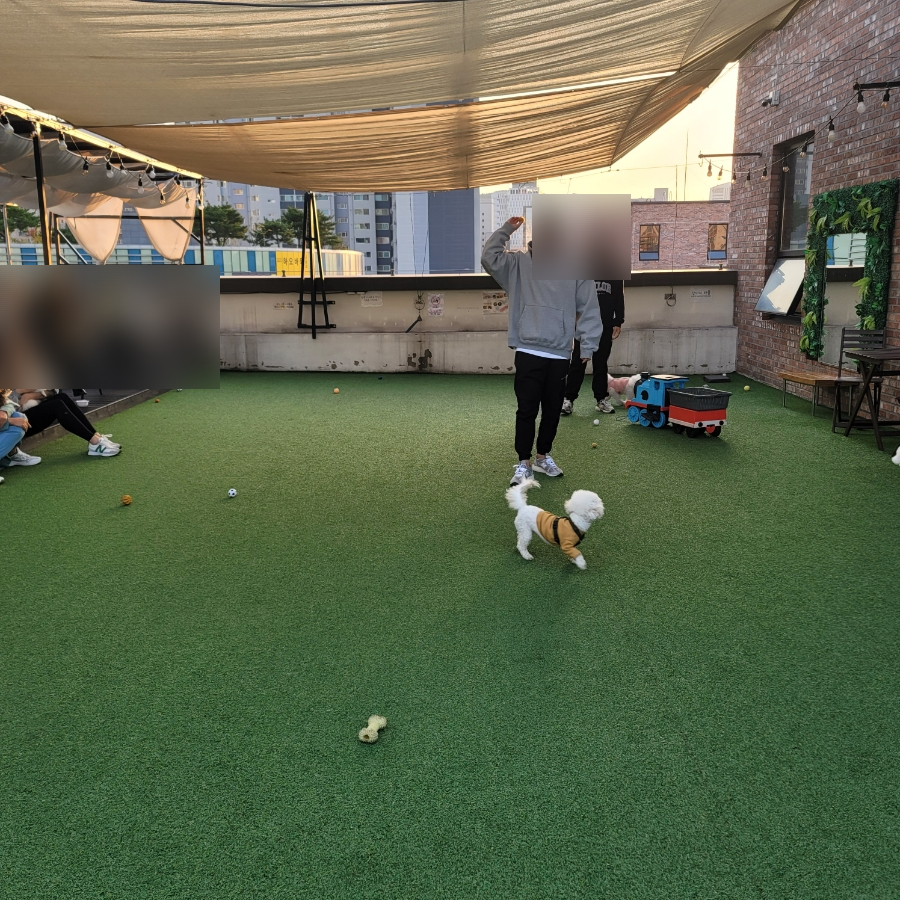 안양 애견카페 루체인 알티스, 야외 운동장 후기 — 사진 18