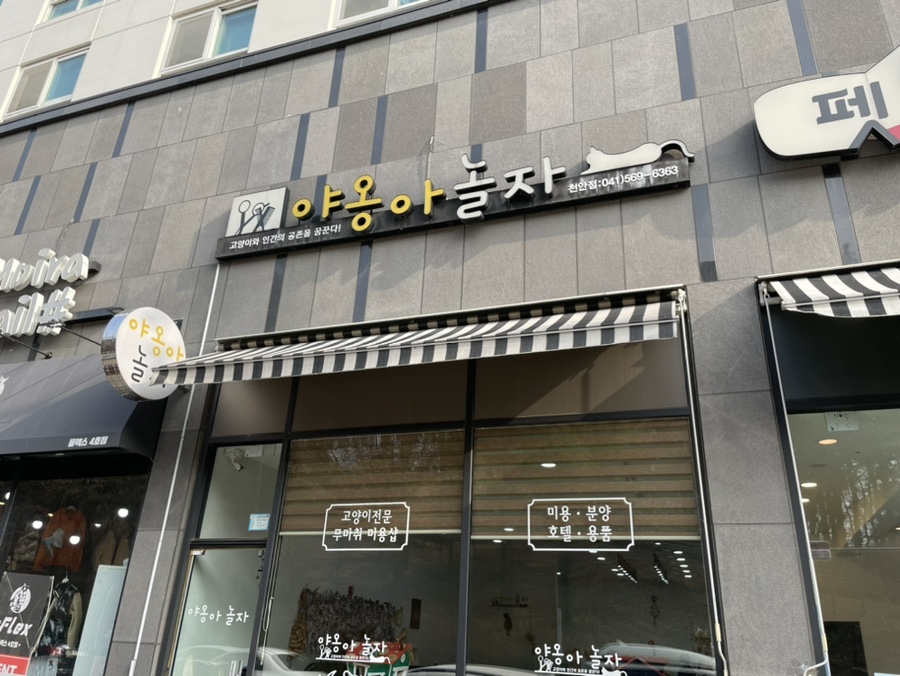 야옹아놀자 이미지