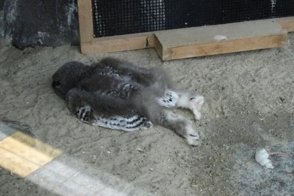 신기먹방 이미지