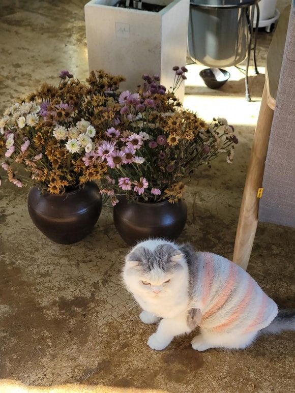 카페 연님 이미지