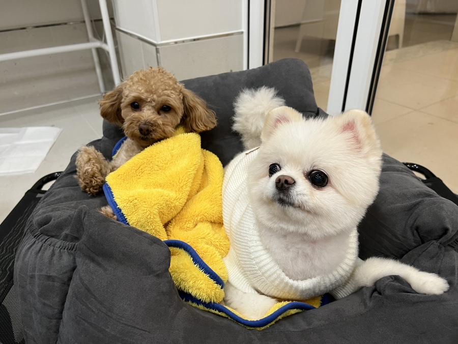 캄힐스위트 이미지