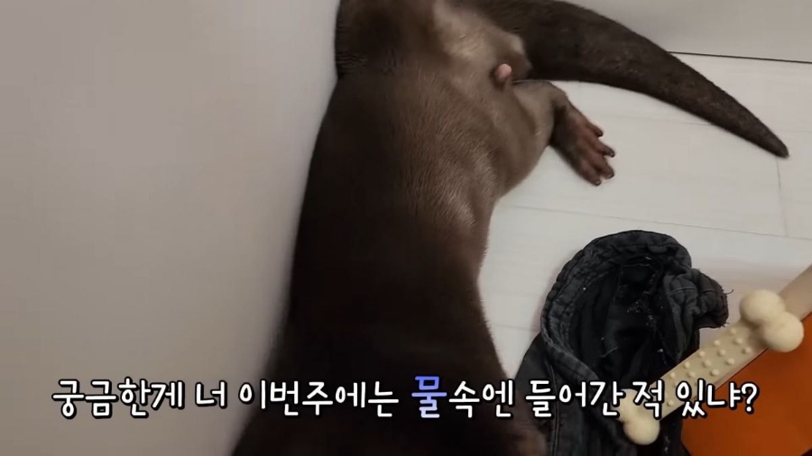 카페 수달 이미지