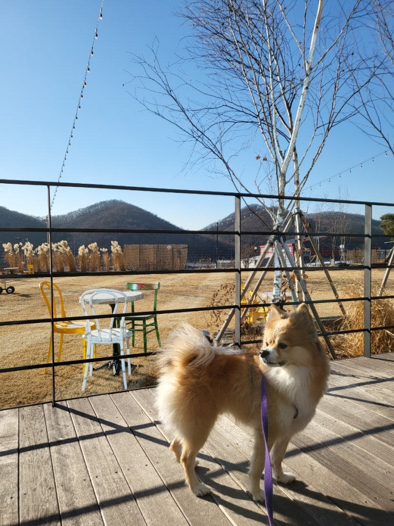 르꼬리카페 이미지